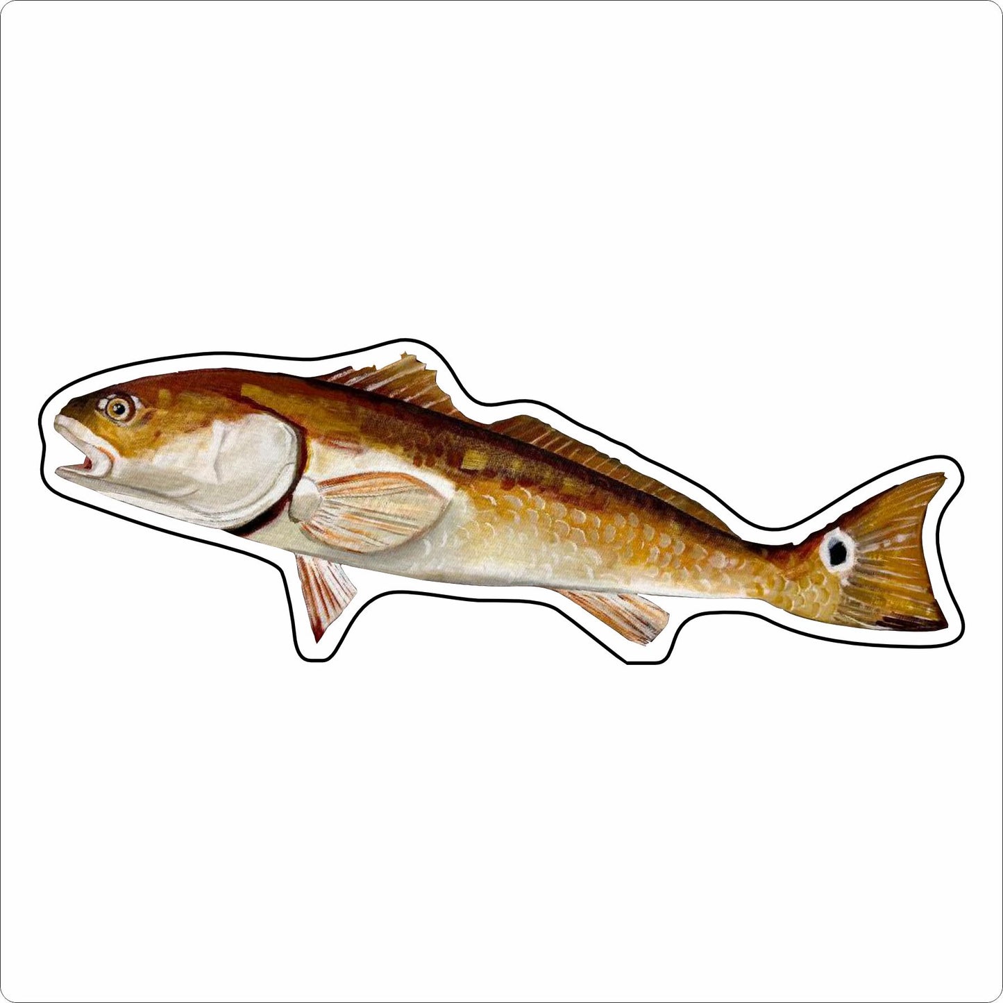 BLA-051 Redfish Mini | 0.50Acrylic Contour |