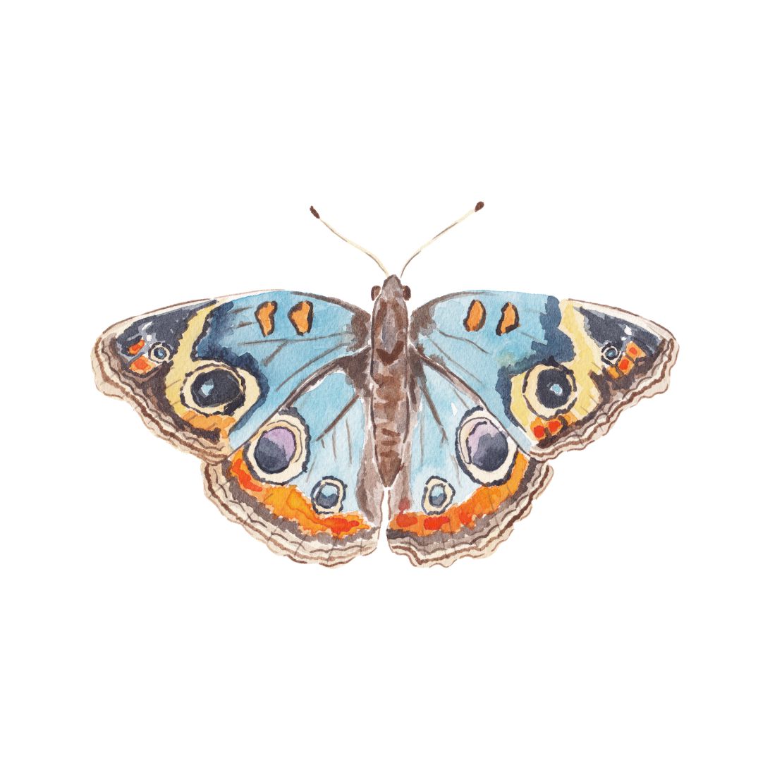 CCRT-045 Butterfly Blue & Orange Mini | 0.50" Acrylic Cutout | Case Bundle of 25