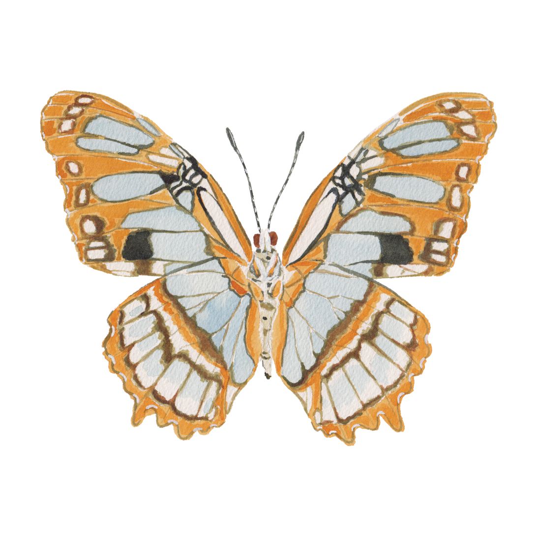CCRT-041 Butterfly Orange | 0.75" Acrylic Cutout | Case Bundle of 25