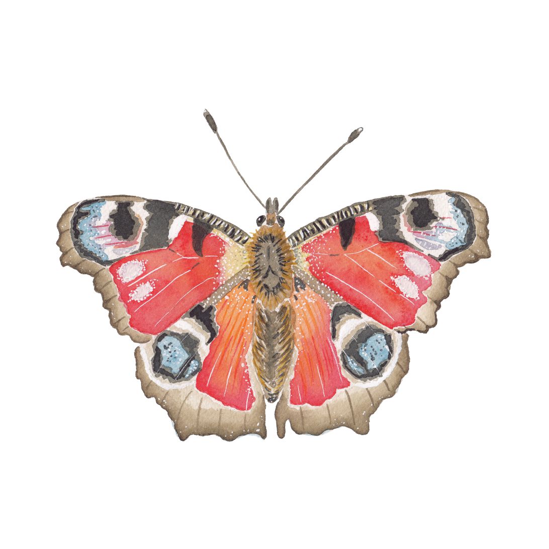 CCRT-043 Butterfly Peacock | 0.75" Acrylic Cutout |