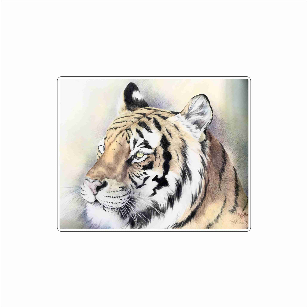 GAS-008 Tiger LSU | 0.75Acrylic Contour
