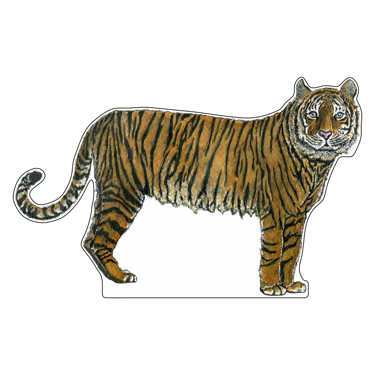 JRD-012 Tiger | 0.75Acrylic Contour |