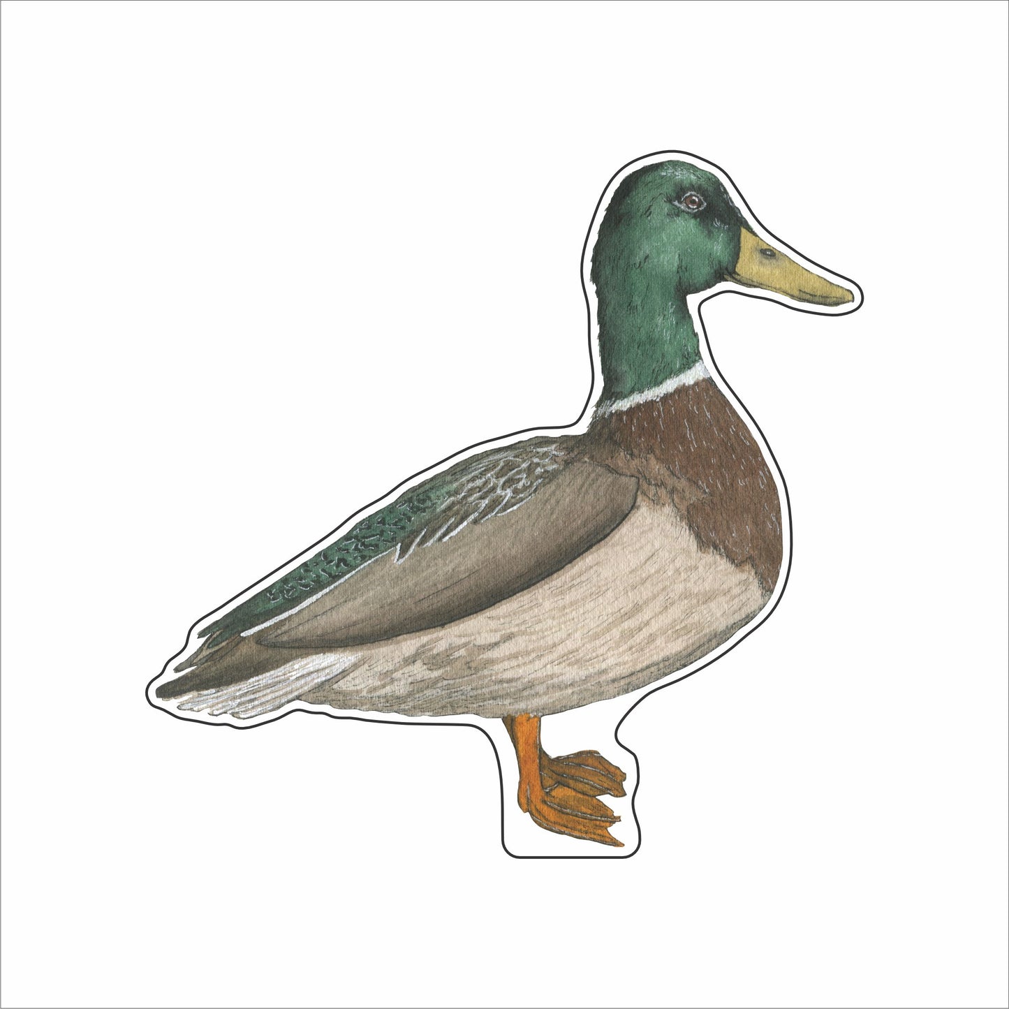 JRD-023 Mallard | 0.75Acrylic Contour