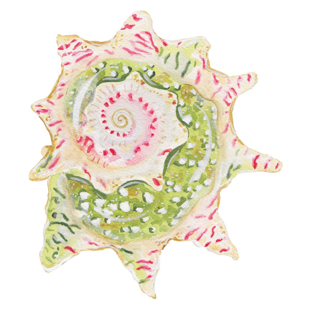 CCRT-009 Star Shell | 0.75" Acrylic Cutout |