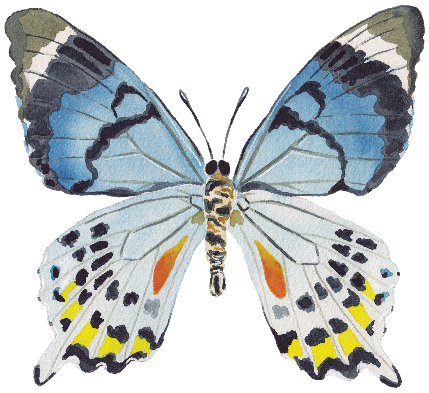 CCRT-057 Butterfly Blue | 0.75" Acrylic Cutout | Case Bundle of 25