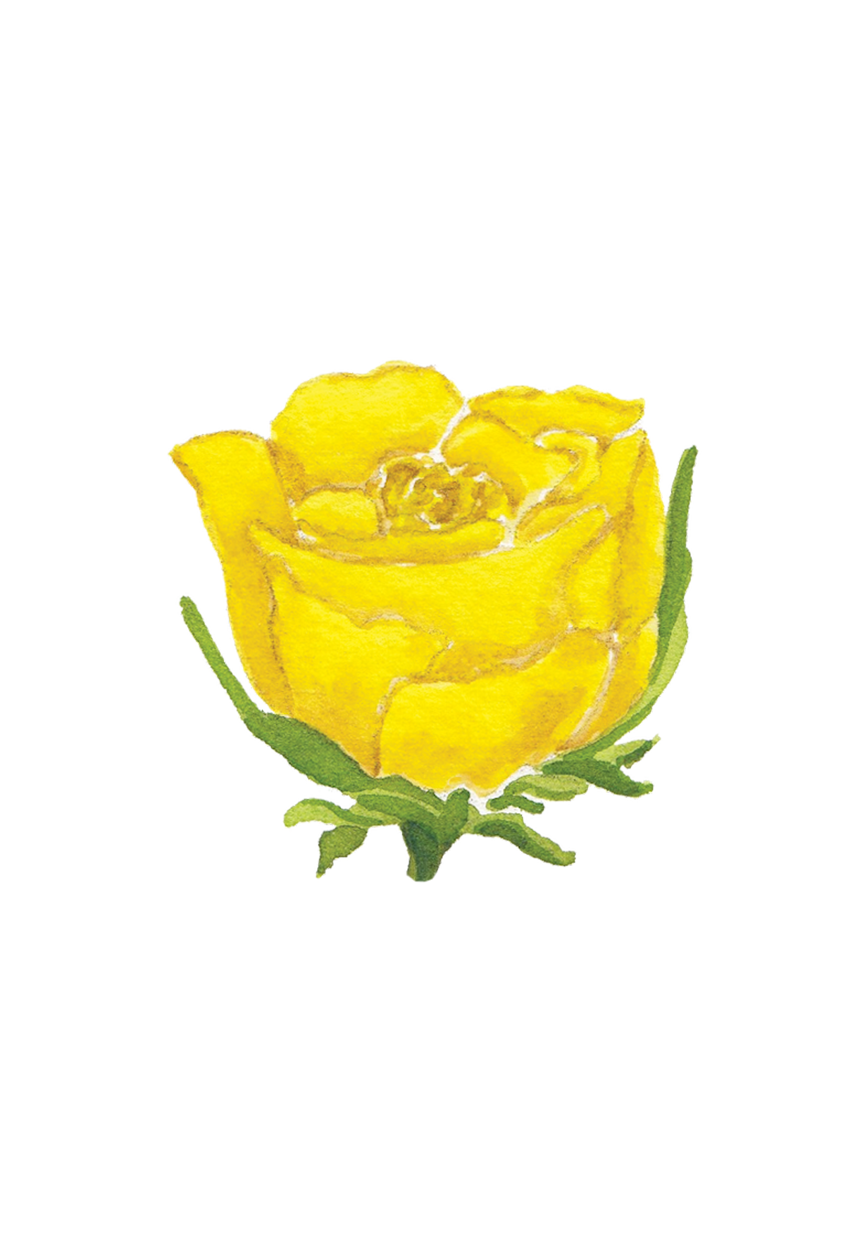 CCRT-063 Yellow Rose | 0.50in. Acrylic Contour | Case Bundle of 25