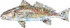 CMS-517 Redfish Wall Giclee | 0.25Acrylic Contour |