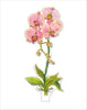 Coral Orchid | 0.25in. Acrylic Floral