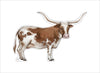 Longhorn | 0.75in. Acrylic Cutout | Single