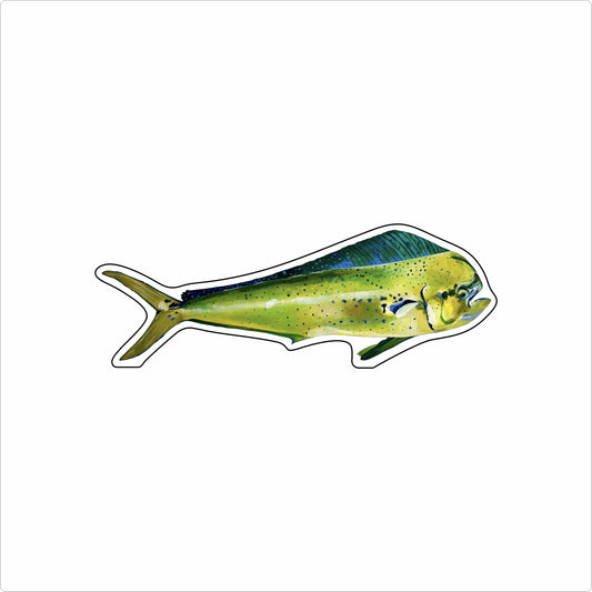 BLA-038 Mahi | 0.75Acrylic Contour |