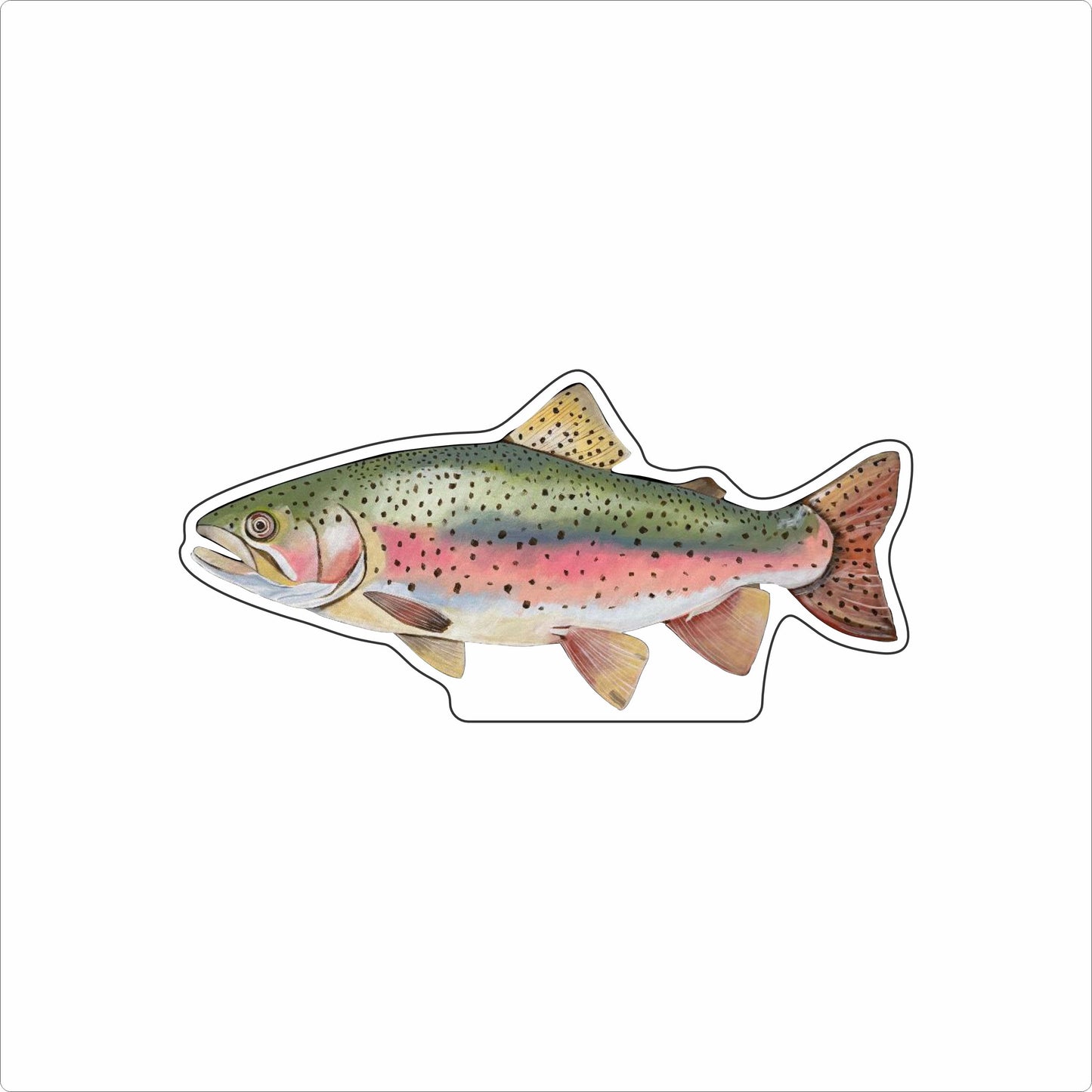 BLA-046 Rainbow Trout | 0.75Acrylic Contour |