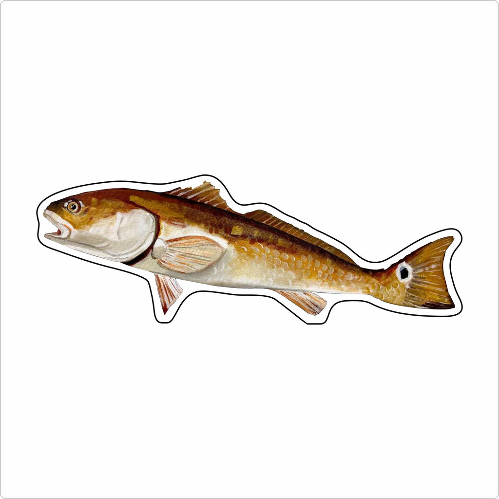 BLA-050 Redfish | 0.75Acrylic Contour |