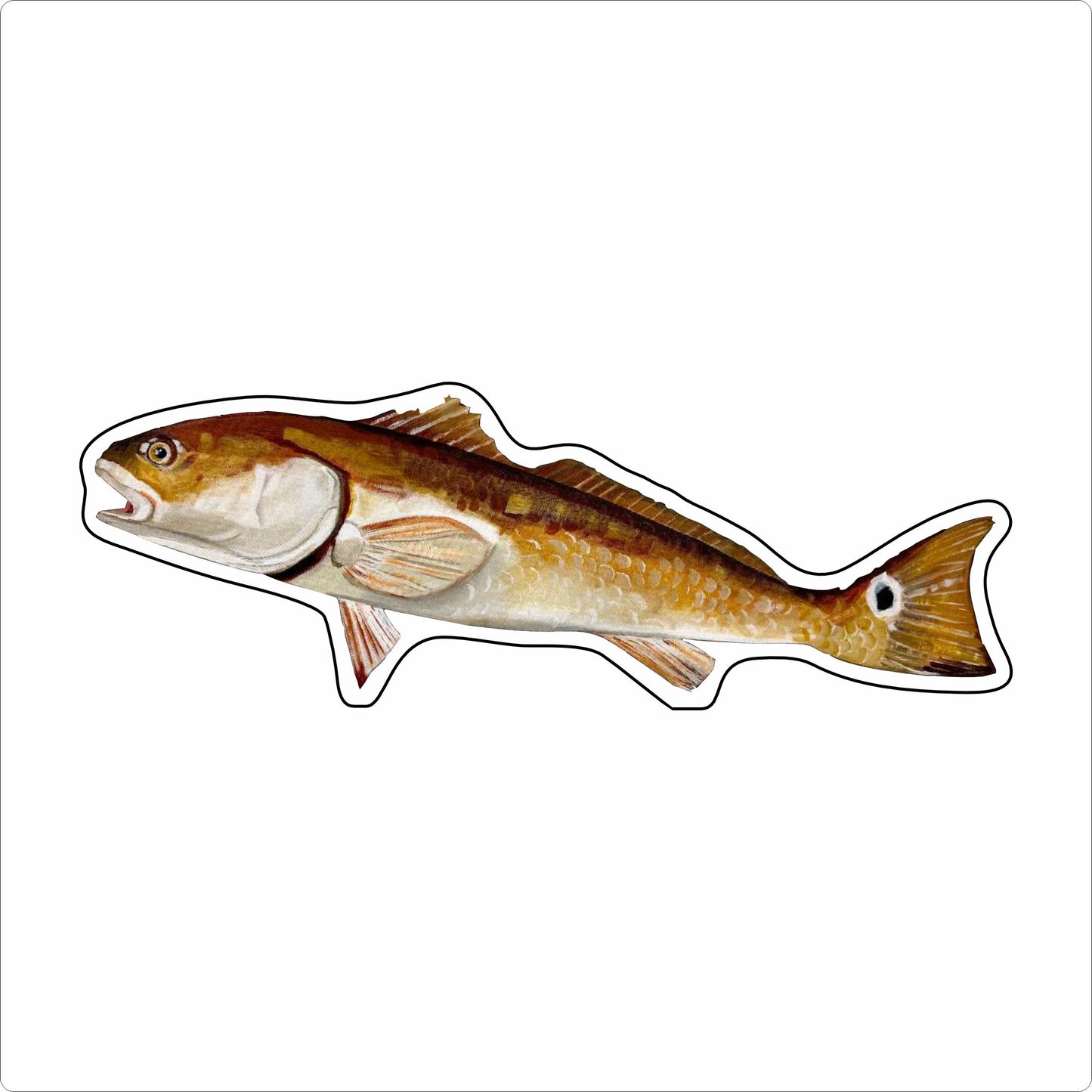 BLA-050 Redfish | 0.75Acrylic Contour |