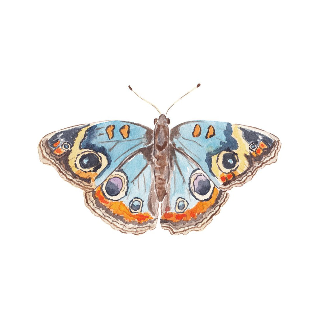 CCRT-036 Butterfly Blue & Orange | 0.75" Acrylic Cutout |