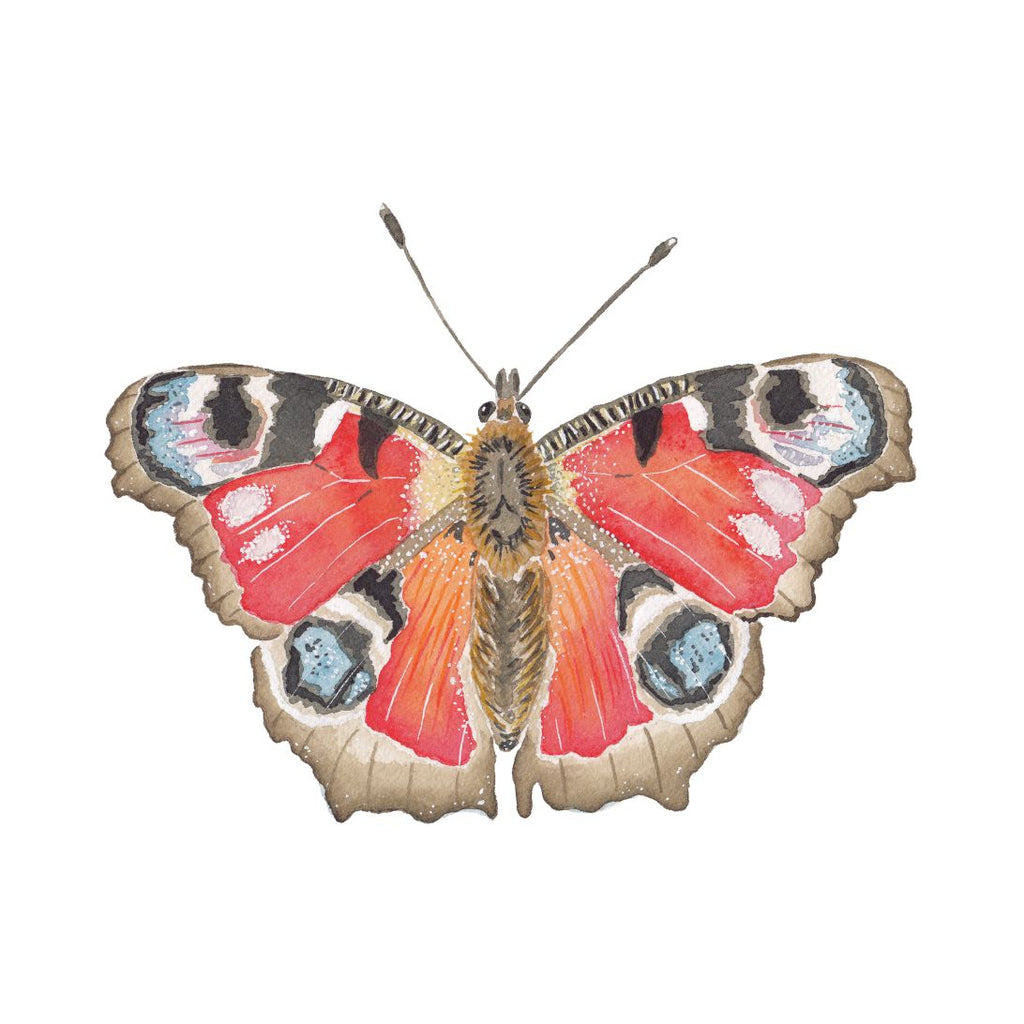 CCRT-052 Butterfly Peacock Mini | 0.50" Acrylic Cutout | Case Bundle of 25