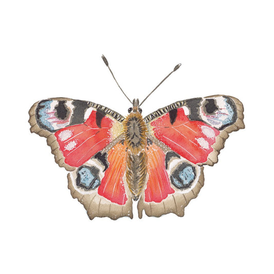 CCRT-052 Butterfly Peacock Mini | 0.50" Acrylic Cutout | Case Bundle of 25