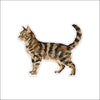 CMS-1956 Grey & Tan Mackerel Tabby Cat | 0.75Acrylic Contour | Case of 25
