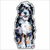 CMS-843-C10 Bernedoodle Button | 0.125Acrylic Button | Case of 10