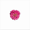 CSR-006 Pink Flower Magnet | 0.125Acrylic Magnet