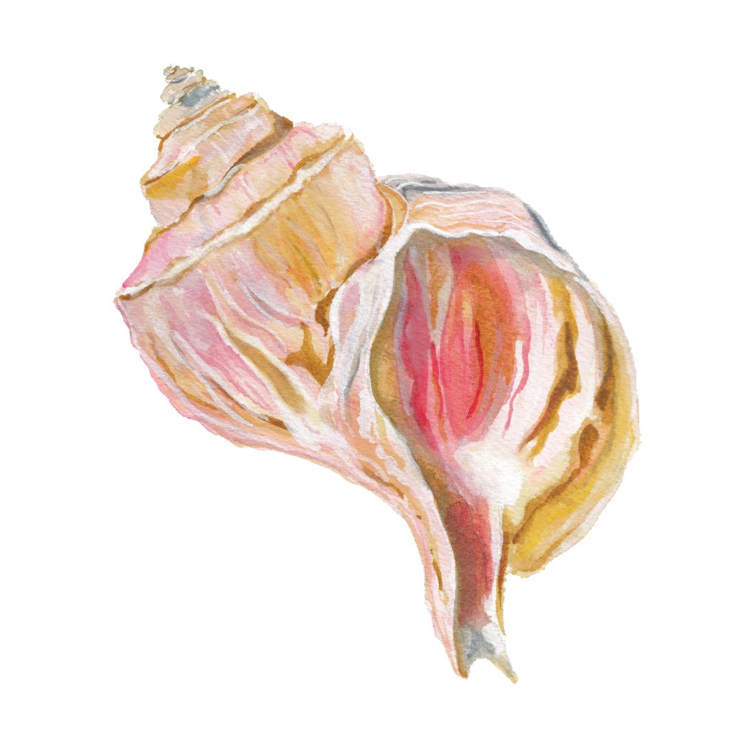 CCRT-029 Channeled Whelk Mini | 0.50" Acrylic Cutout |