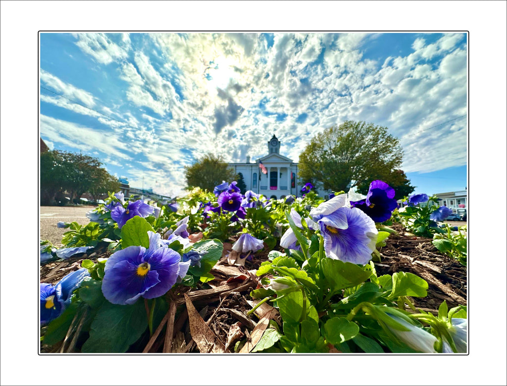 Oxford Pansies | 0.75in. Acrylic Cutout |