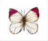 EFA-009 White Butterfly | 0.75in. Acrylic Contour |