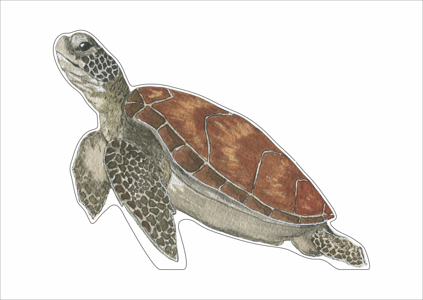 JRD-001 Sea Turtle | 0.75in. Acrylic Contour |