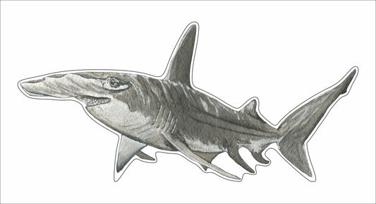 JRD-002 Hammerhead Shark | 0.75in. Acrylic Contour |