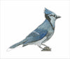 JRD-004 Blue Bird | 0.75in. Acrylic Contour |