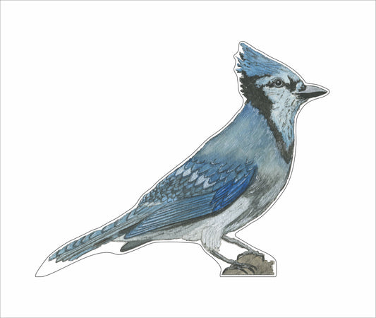 JRD-004 Blue Bird | 0.75in. Acrylic Contour |