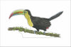 JRD-005 Toucan | 0.75in. Acrylic Contour |