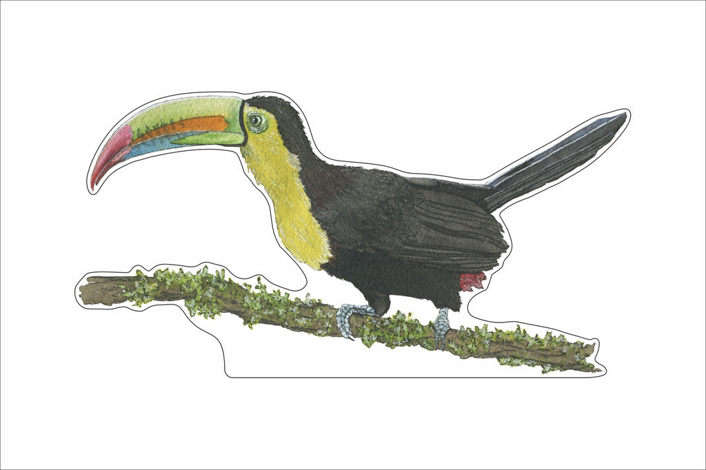 JRD-005 Toucan | 0.75in. Acrylic Contour |