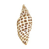 CCRT-019 Junonia | 0.75" Acrylic Cutout |