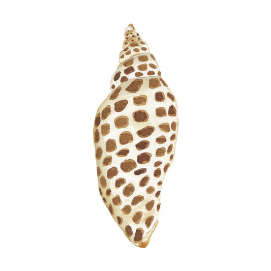 CCRT-019 Junonia | 0.75" Acrylic Cutout | Case Bundle of 25