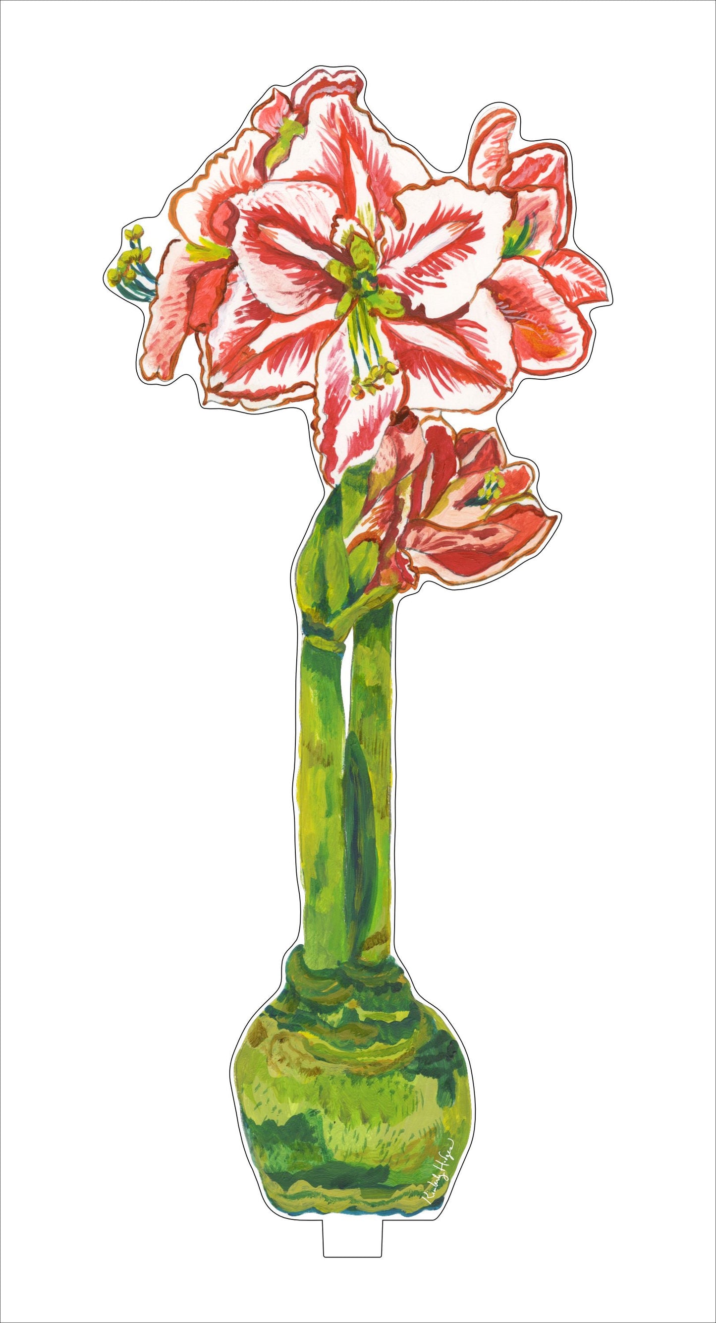 Red Star Amaryllis | 0.25in. Acrylic Floral