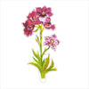 Moon Orchid | 0.25in. Acrylic Floral