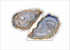 LFA-132 Oyster Mini | 0.50Acrylic Mini | Case of 25