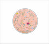 LMB-015 Floral Fantasy Coasters | 0.25Acrylic Coaster with Clear Bumpers | Set of 4