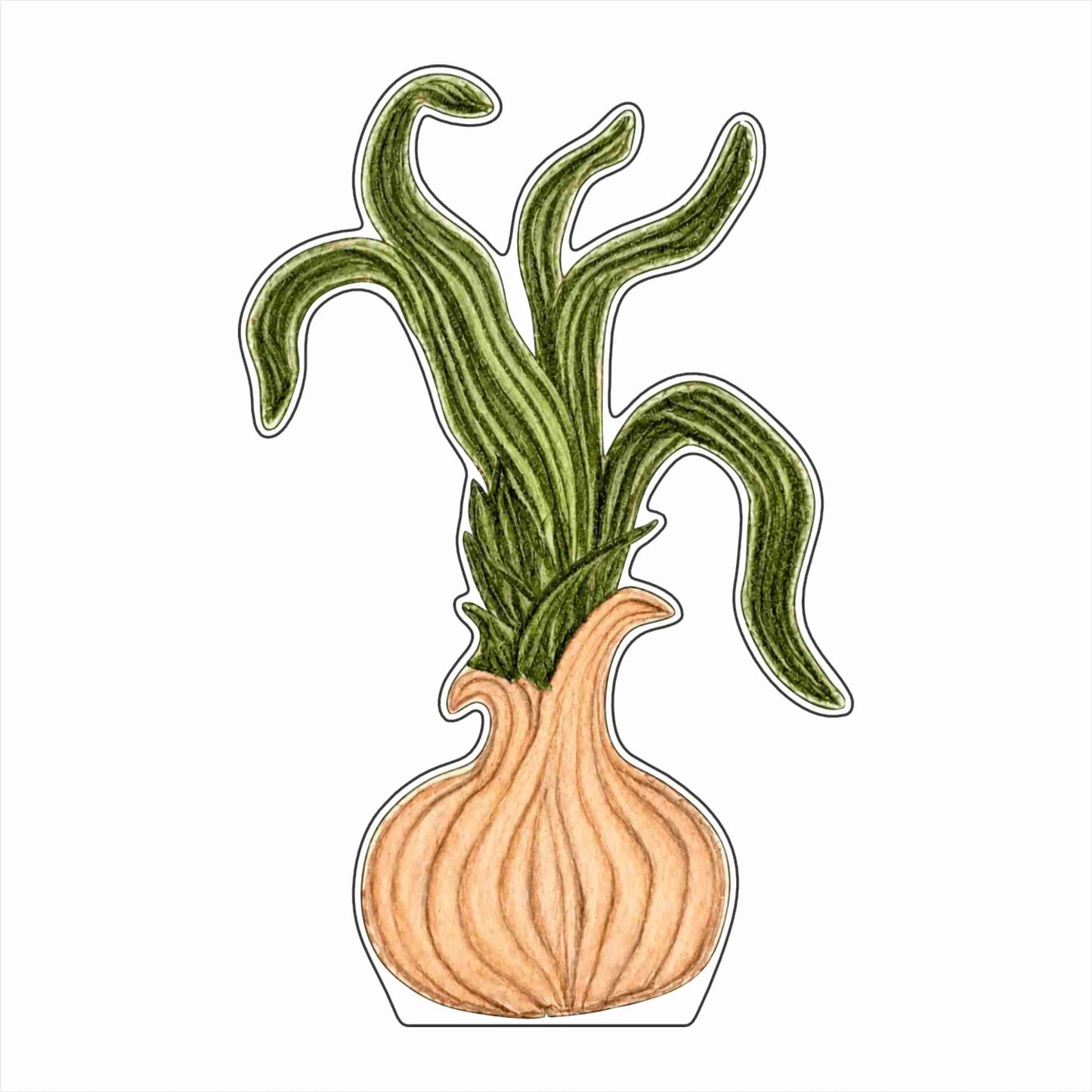 LMB-022 Peppy's Sweet Onion | 0.75Acrylic Contour