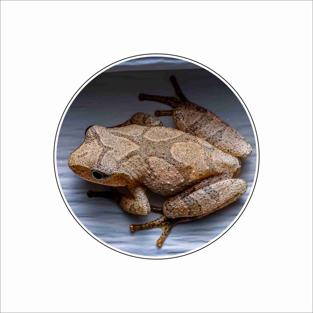 MLP-001 Spring Peeper Coaster | 0.25Acrylic Coaster with Clear Bumpers | Set of 4