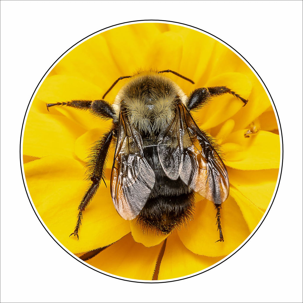 MLP-002 Bumblebee on Zinnia Coaster | 0.25Acrylic Coaster with Clear Bumpers | Case of 4
