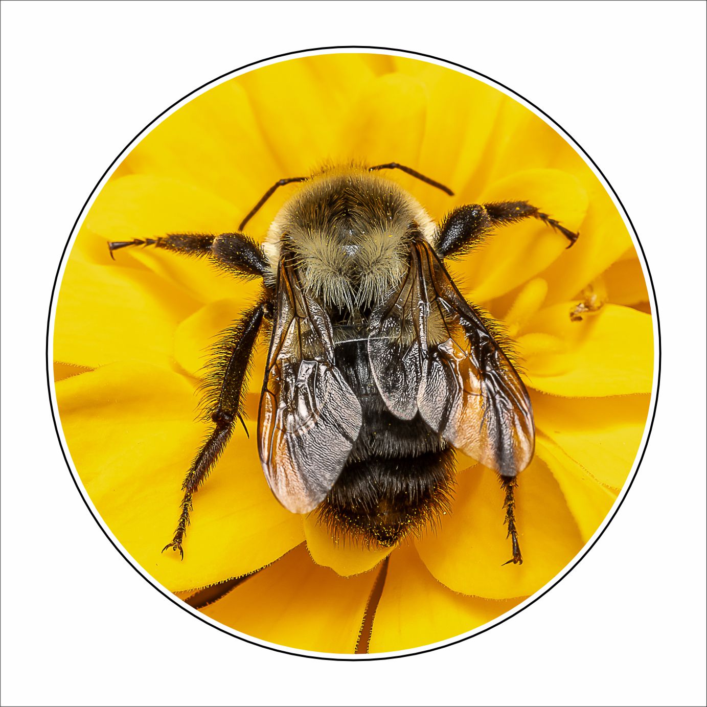 MLP-002 Bumblebee on Zinnia Coaster | 0.25Acrylic Coaster with Clear Bumpers | Case of 4