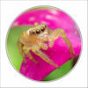 MLP-003 Jumping Spider on Penta | 0.25Acrylic Coaster with Clear Bumpers | Case of 4