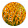 MLP-004 Coneflower Rain Drops | 0.25Acrylic Coaster with Clear Bumpers | Case of 4