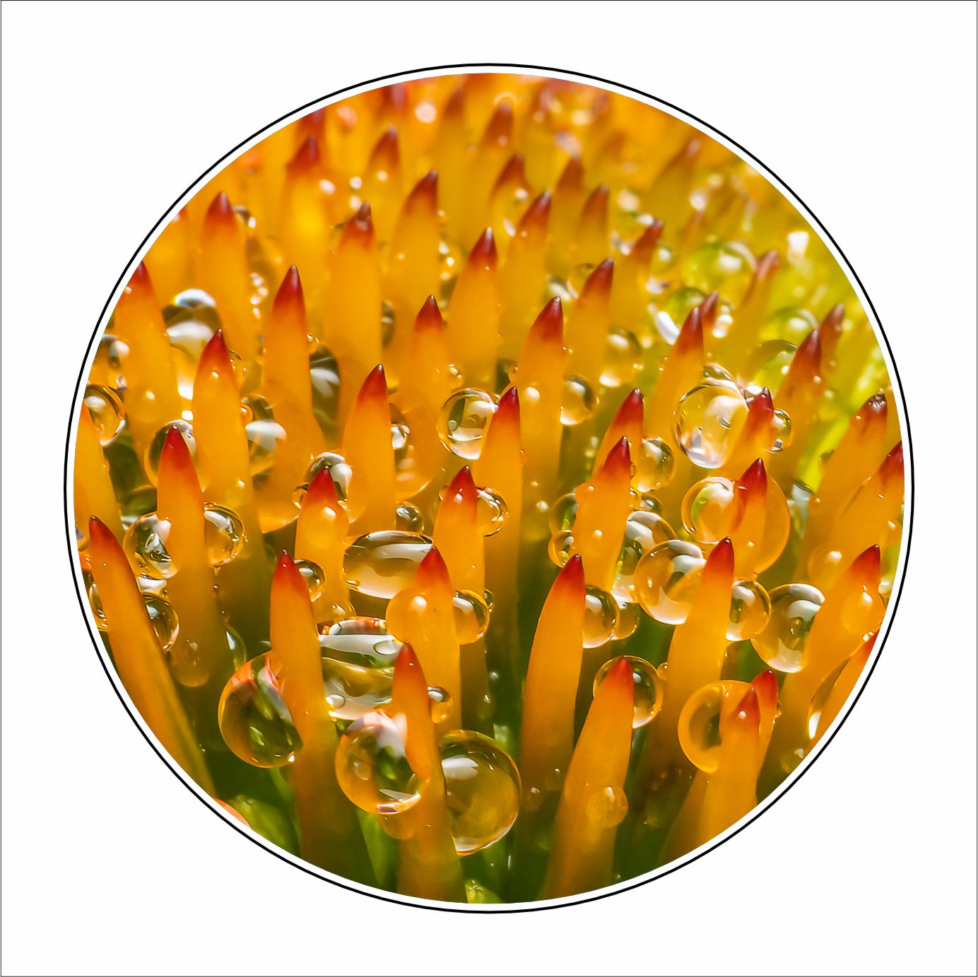 MLP-004 Coneflower Rain Drops | 0.25Acrylic Coaster with Clear Bumpers | Case of 4