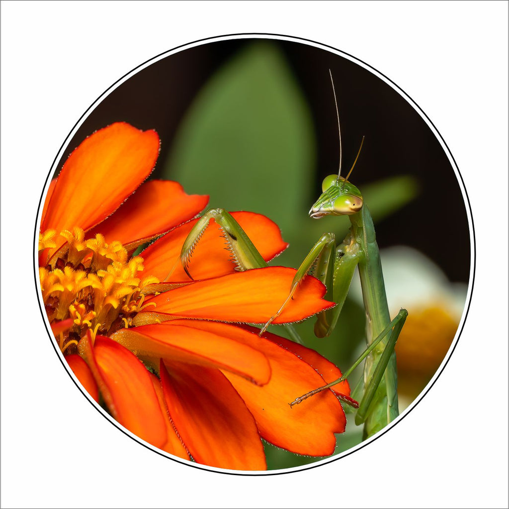 MLP-005 Praying Mantis on Orange Zinnia | 0.25Acrylic Coaster with Clear Bumpers | Case of 4