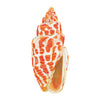 CCRT-033 Miter Shell Mini | 0.50" Acrylic Cutout |