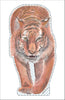 NBA-023 Tiger Contour| 0.75in. Acrylic Cutout | Case (any 10+)