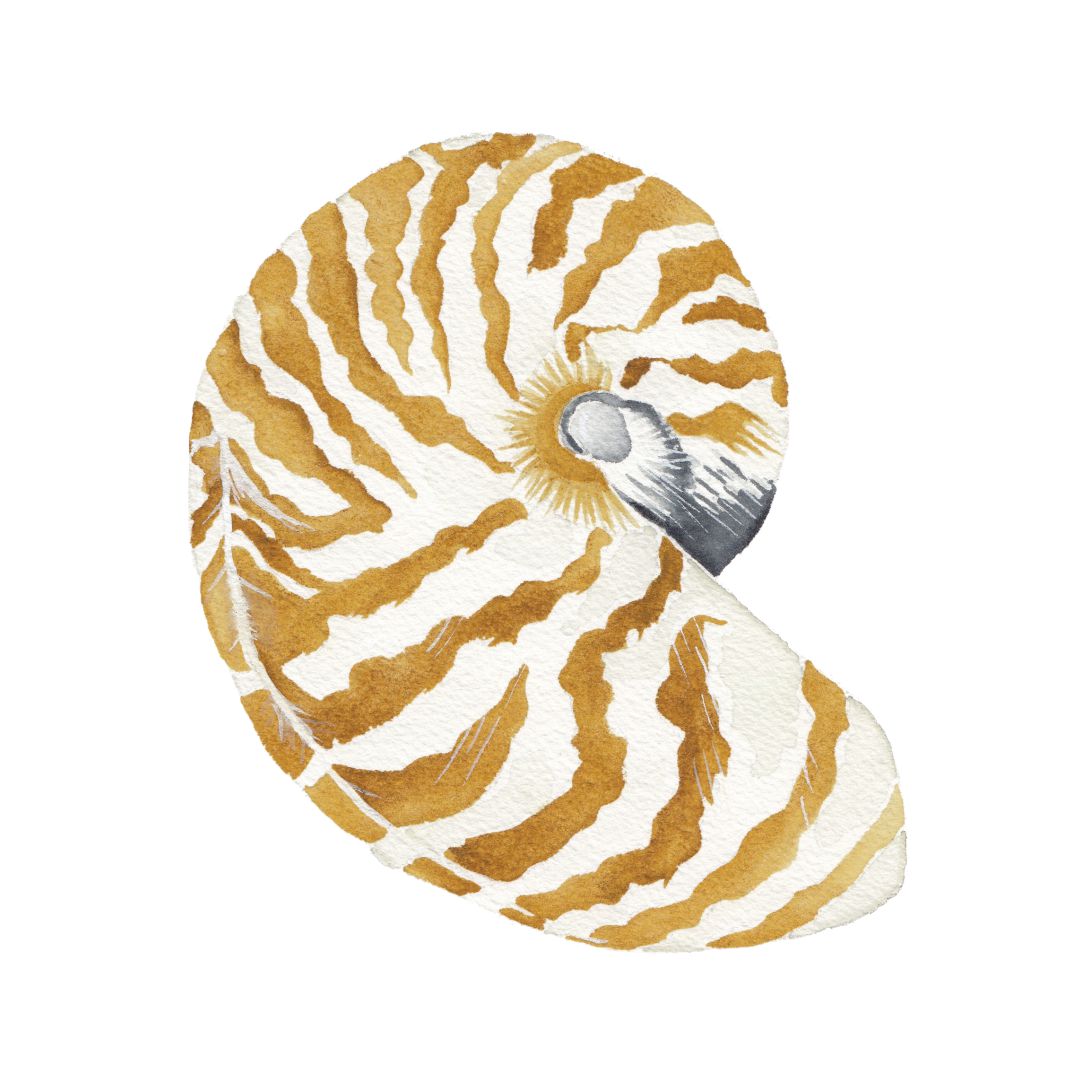 CCRT-032 Nautilis Mini | 0.50" Acrylic Cutout |