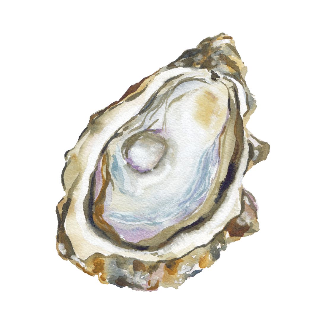 CCRT-016 Oyster | 0.75" Acrylic Cutout |